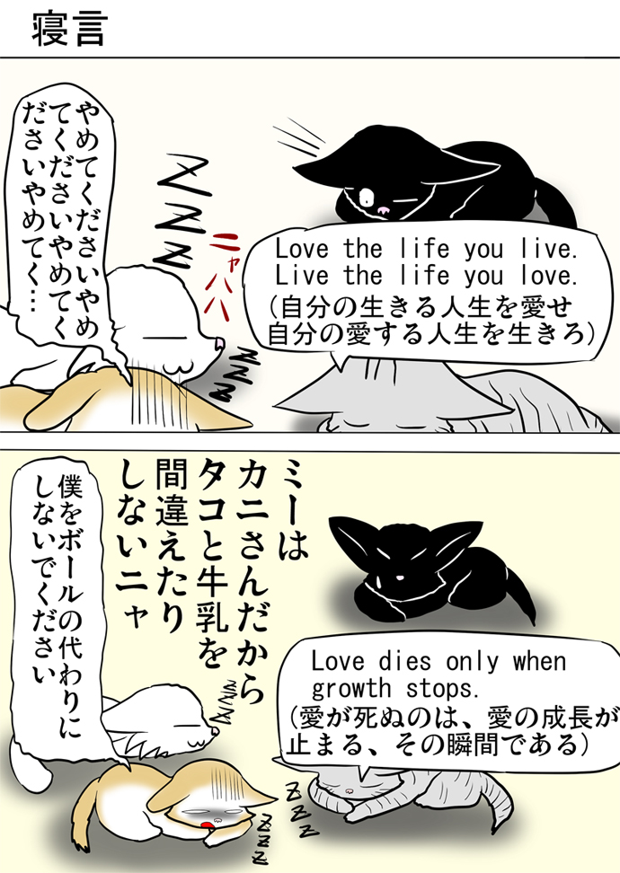 ミーのおもちゃ箱３１０話