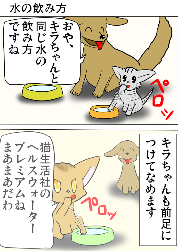 ミーのおもちゃ箱３４１話