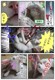 【猫日記】白にゃ、戦慄のはたき。の巻